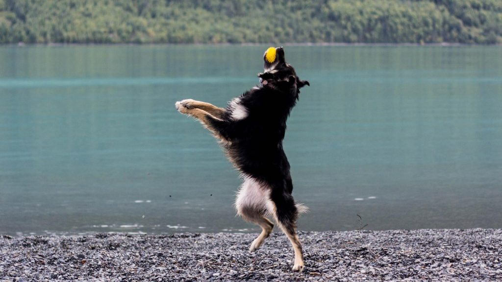 Karakachan dog training with ball