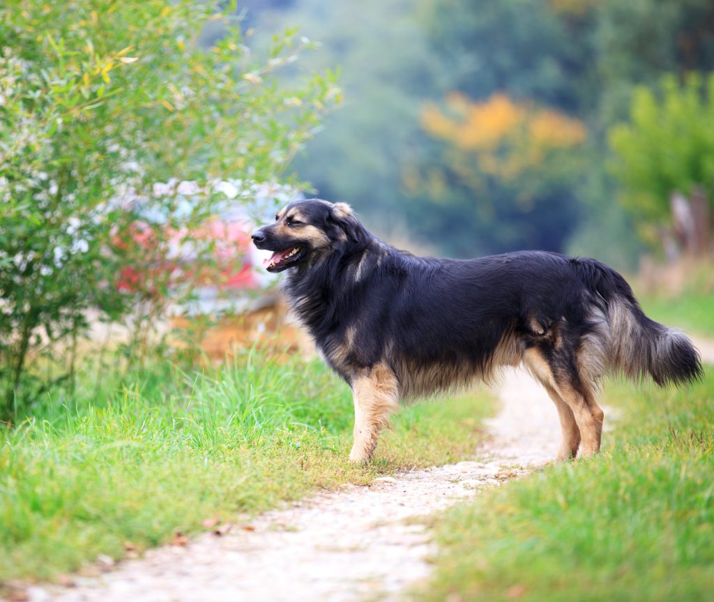 Karst Shepherd Dog walk exercise