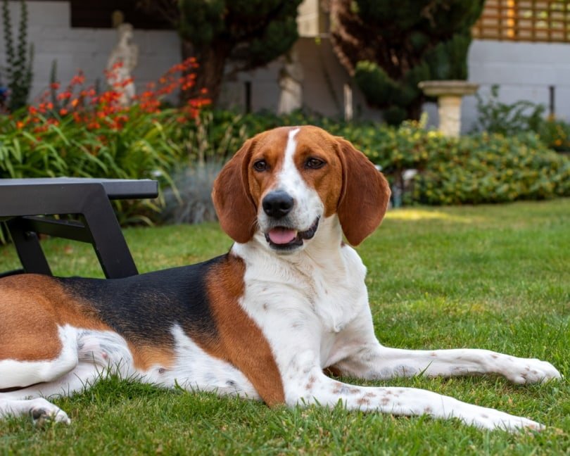 Kerry Beagle Dog Breed Information