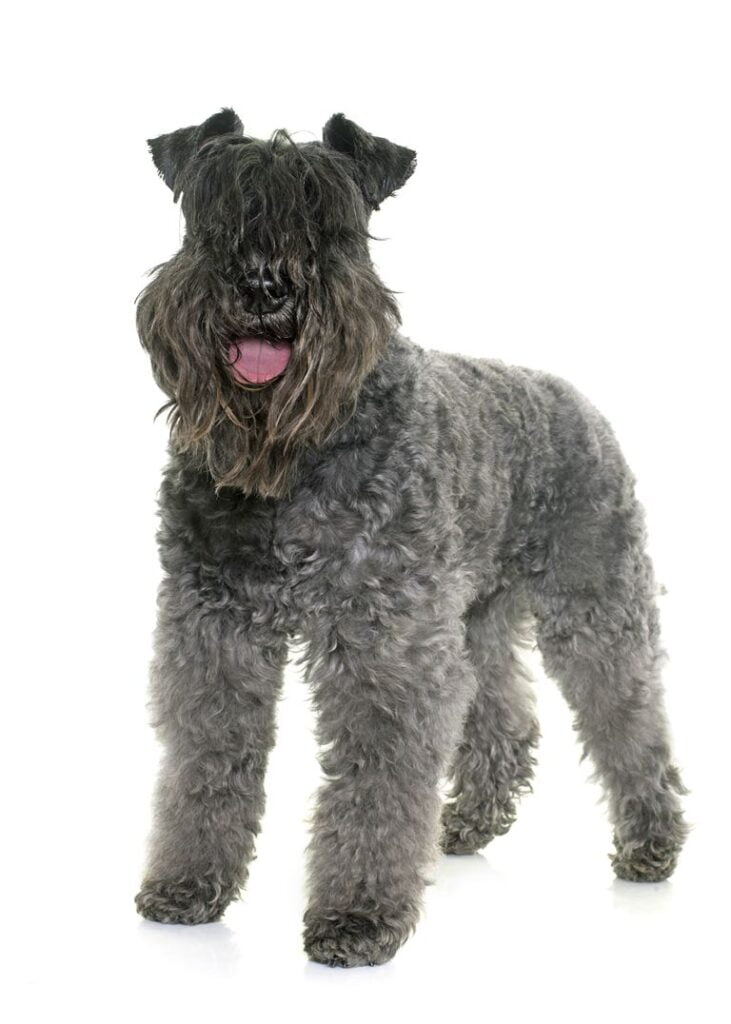 Kerry Blue Terrier Dog Breed Information