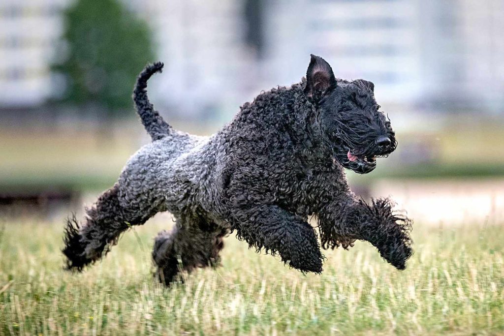 Kerry Blue Terrier Dog running exercise 