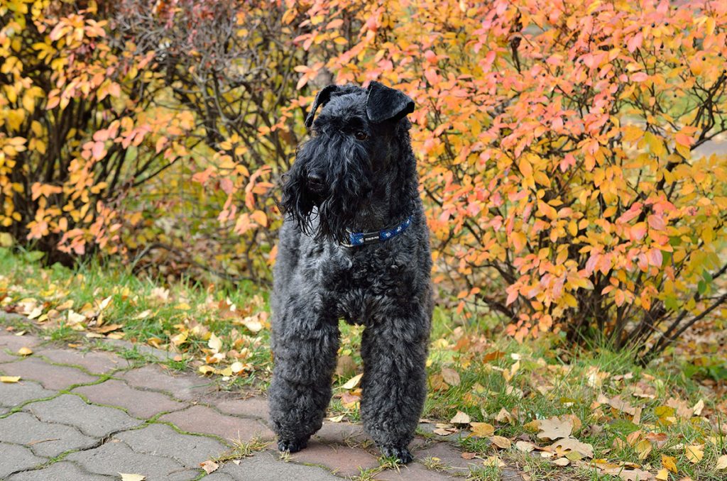 Kerry Blue Terrier Dog healthy and fit