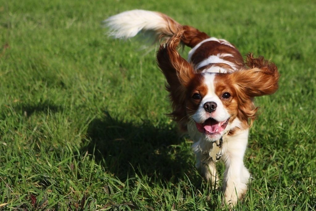 Cavalier King Charles Spaniel Dog running exercise