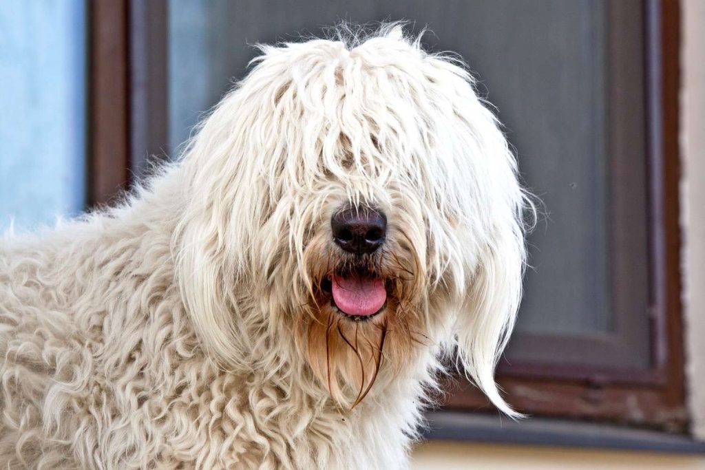 History and Origin Barbado da Terceira Dog