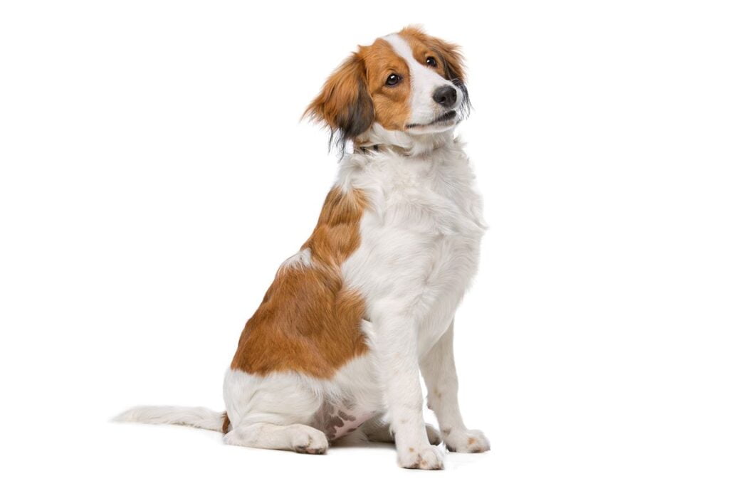 Kooikerhondje Dog Breed Information