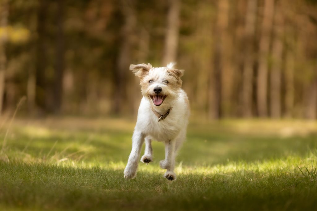Kromfohrländer Dog running exercise