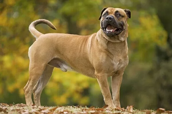 Perro de Presa Mallorquin Dog Breed Information