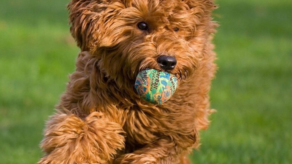 Labradoodle Dog training with ball