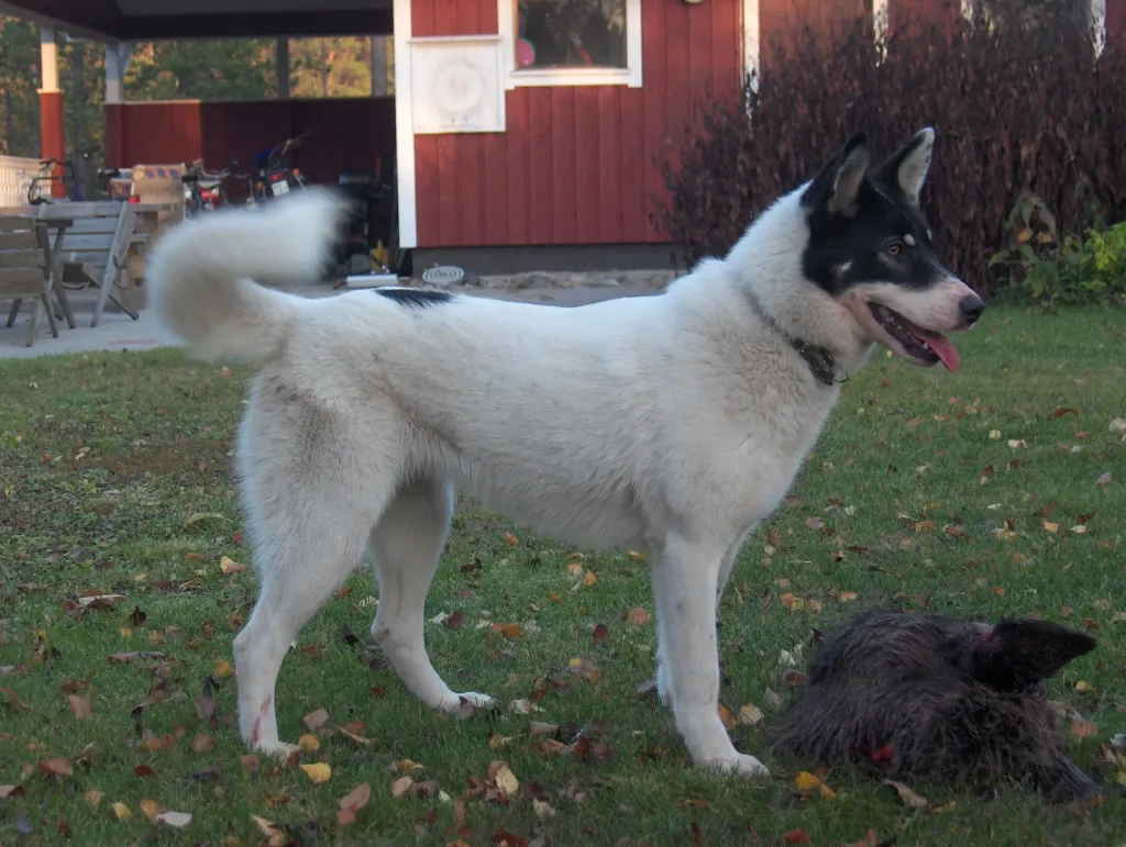East Siberian Laika Dog prepared for training