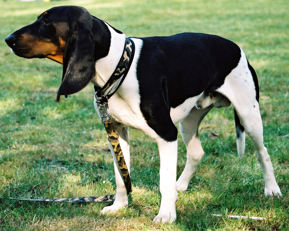 Schweizer Laufhund Dog