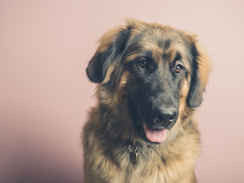 Leonberger Dog Breed Information