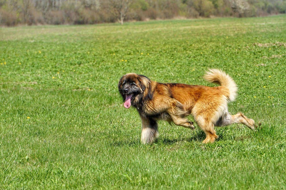 Leonberger Dog happy walk exercise