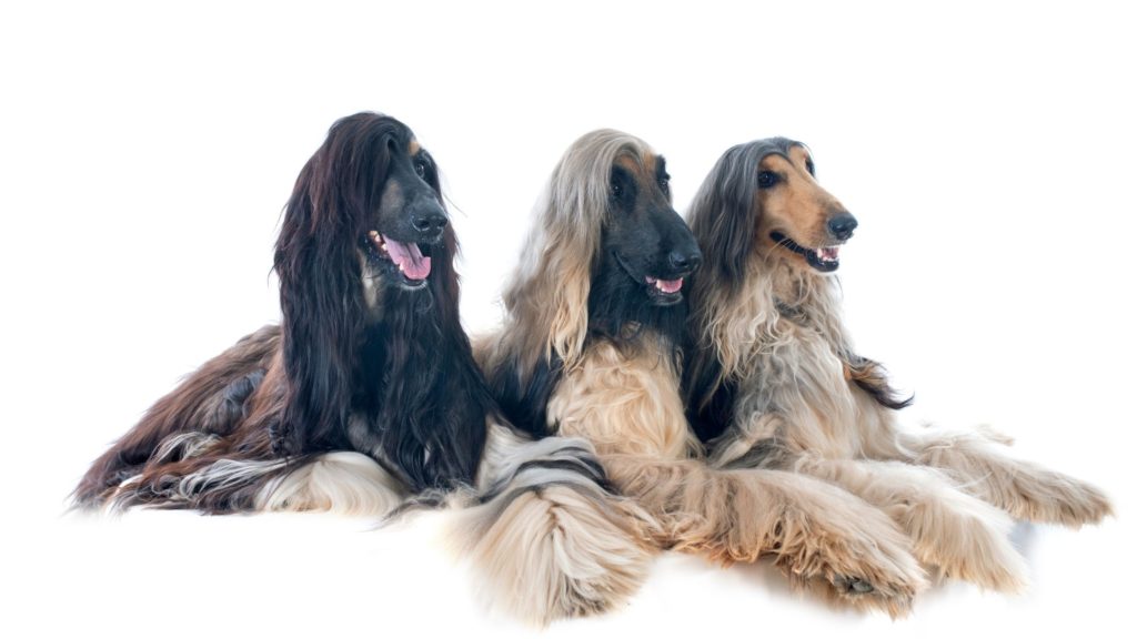 Afghan Hound Dog 3 different colours