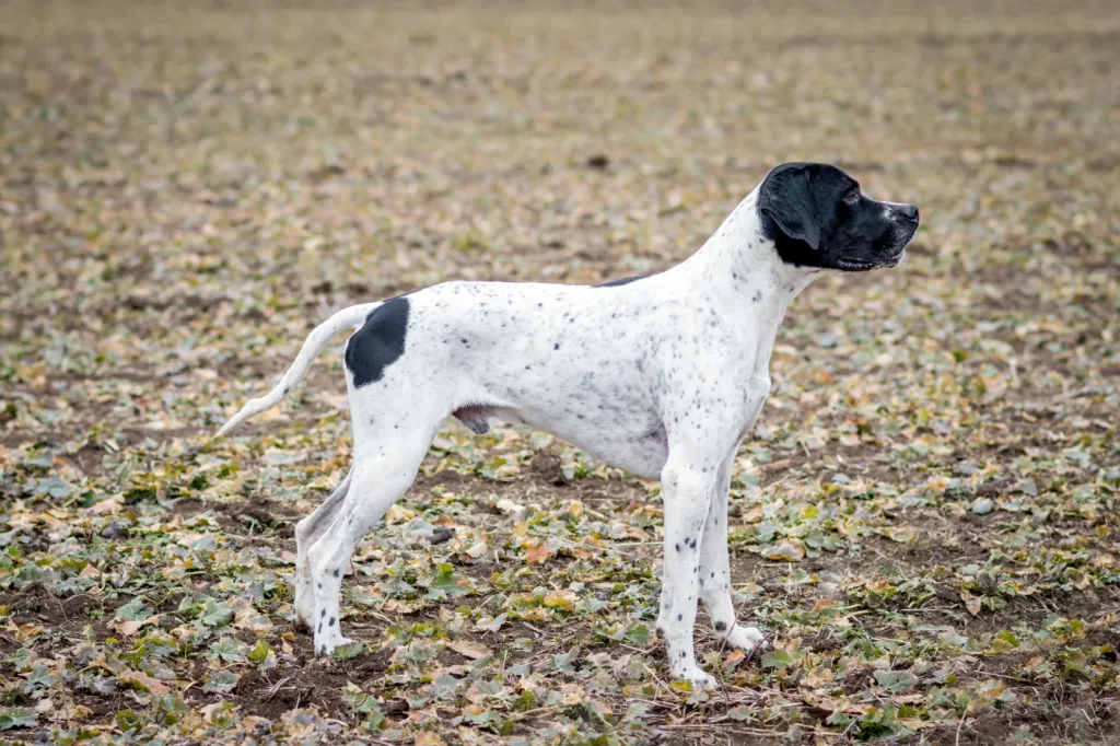 Braque d'Auvergne Dog Prepared for training