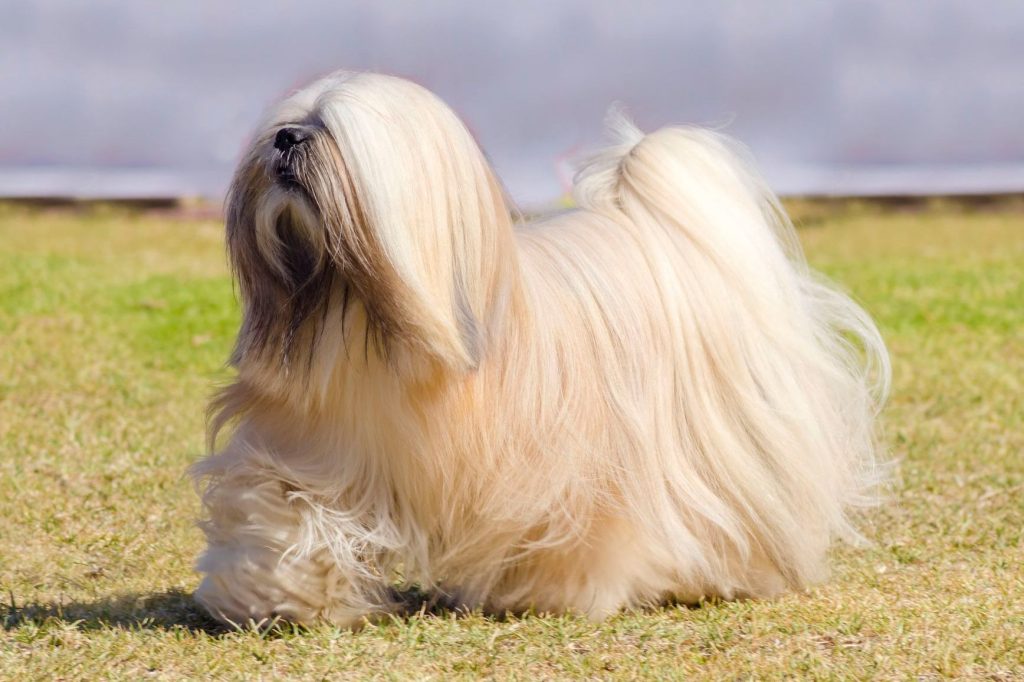 Tibetan Kyi Apso Dog