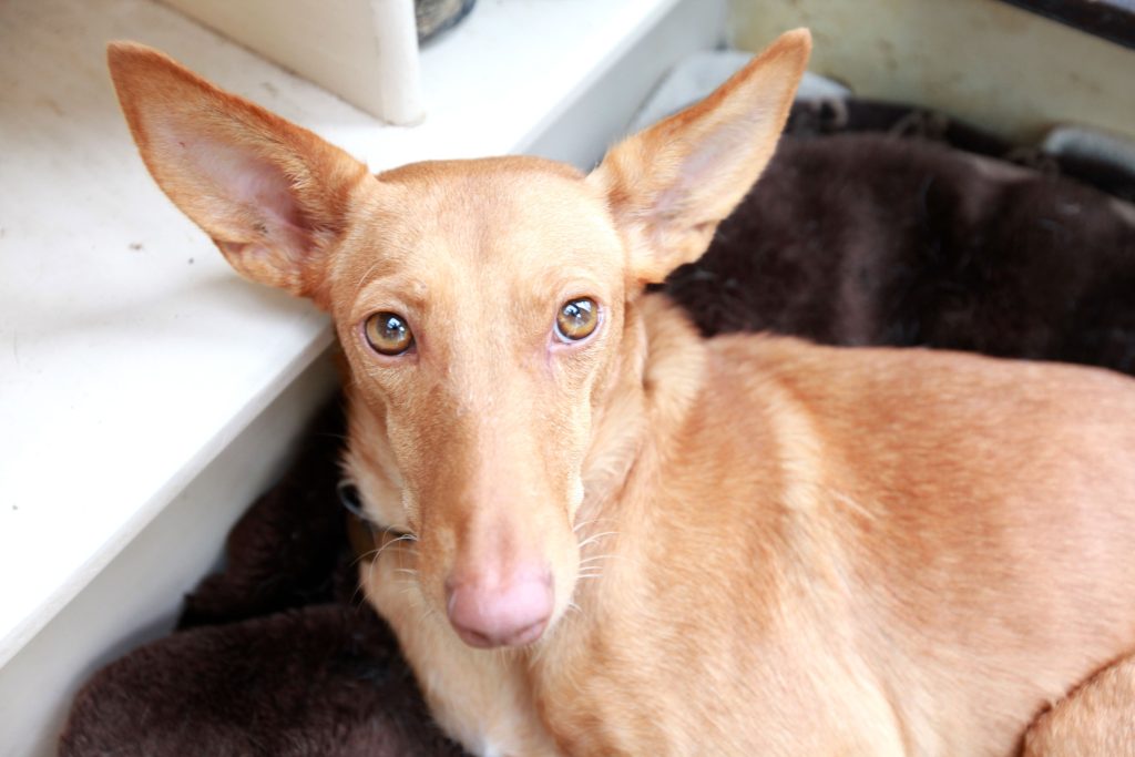 Podenco Andaluz Dog home specifications