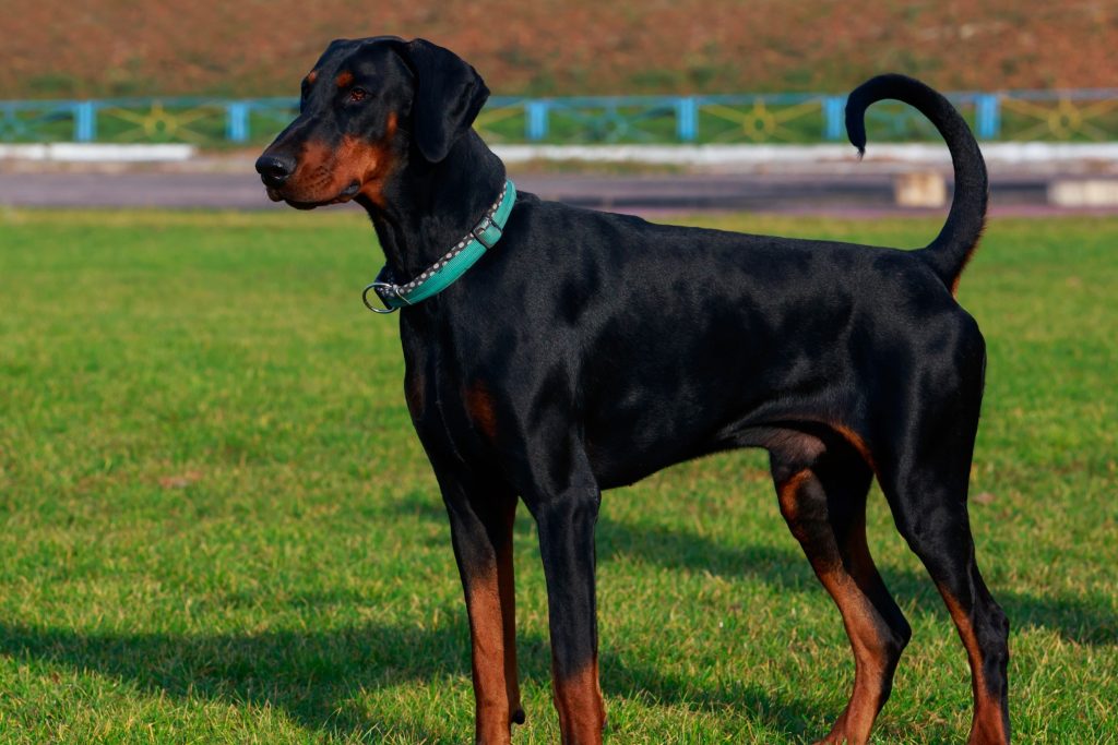Lithuanian Hound Dog healthy and fit