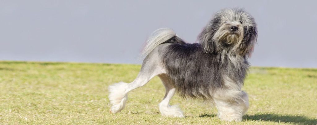 Lowchen - Little Lion Dog exercise good for health