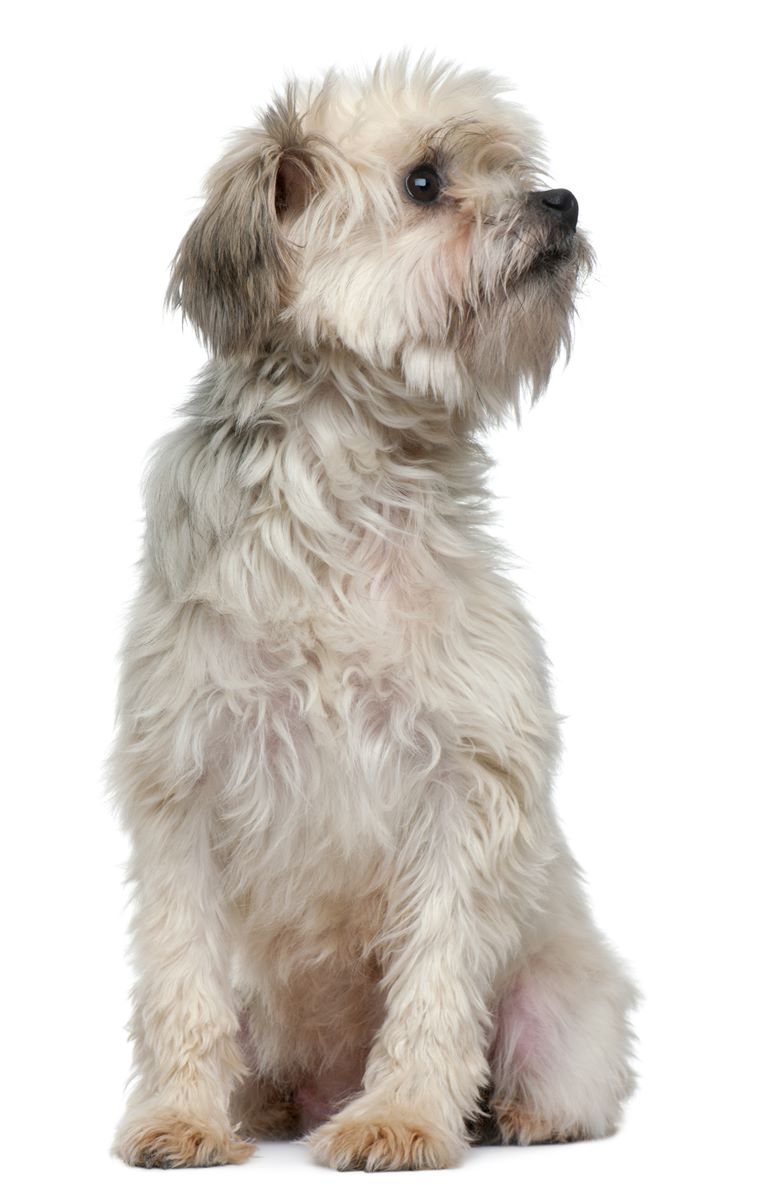 Lowchen - Little Lion Dog Dog Breed Information
