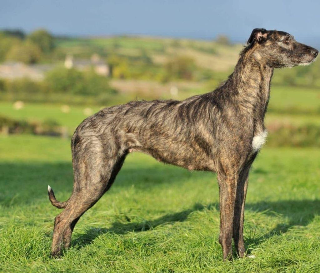 Lurcher Dog exercise good for health