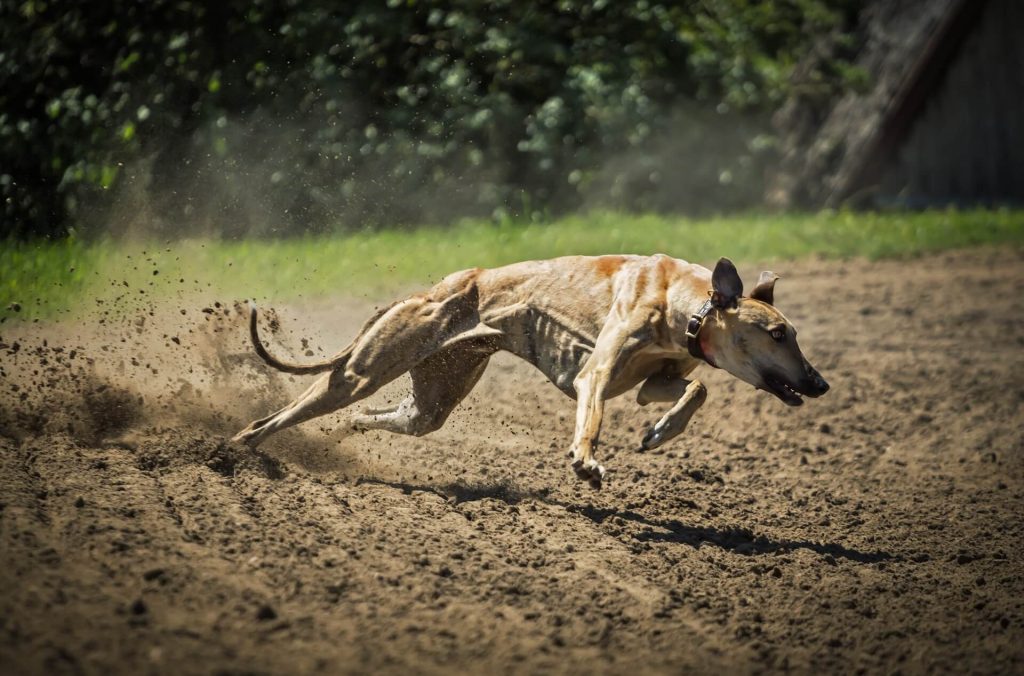 Magyar agár Dog running exercise