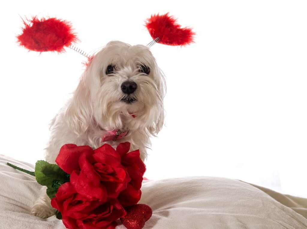 Maltese Terrier Dog Breed Information