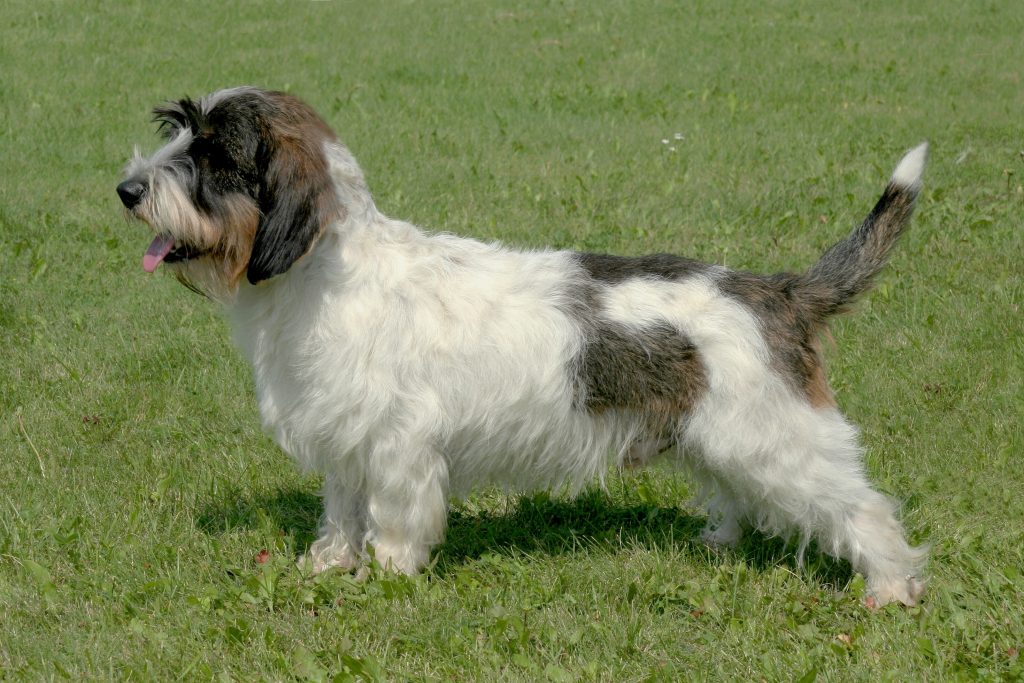 Basset Griffon Vendeen Dog Breathing in fresh air contributes to overall well-being