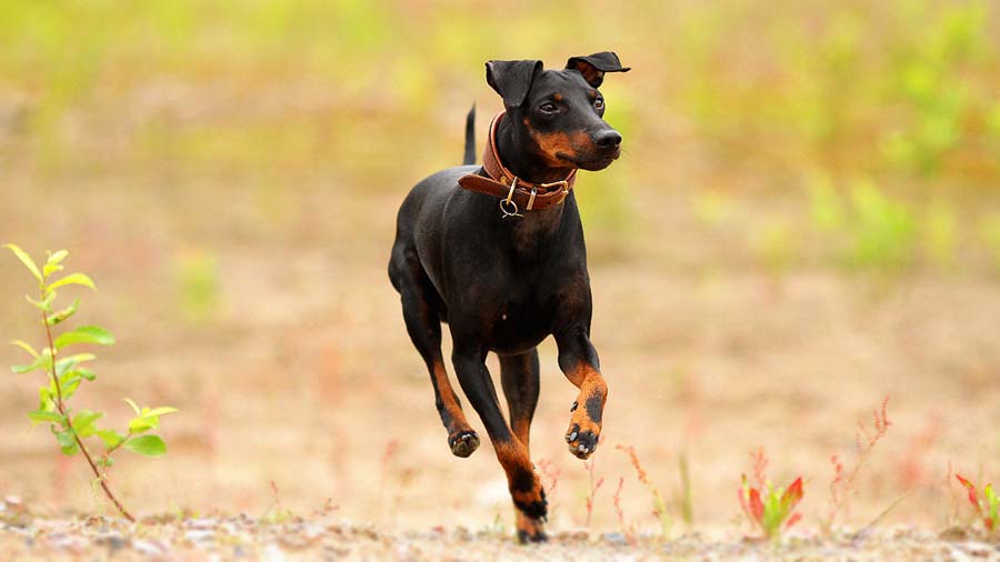 Toy Manchester Terrier Dog running exercise