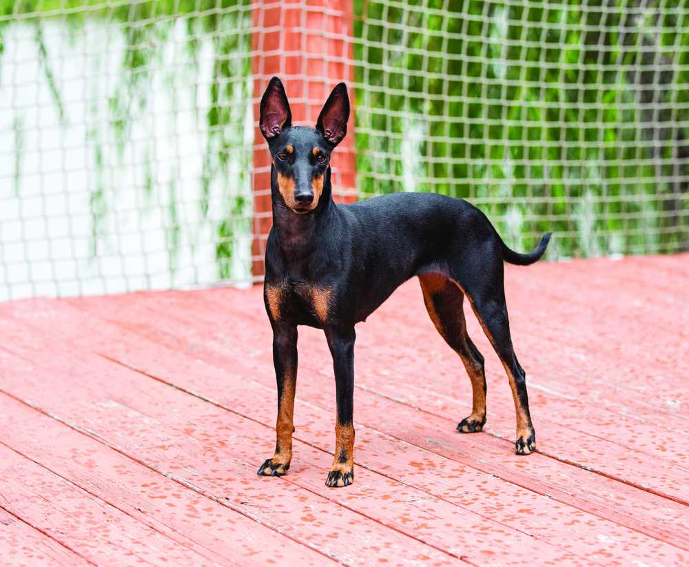 Toy Manchester Terrier Dog breathing fresh air