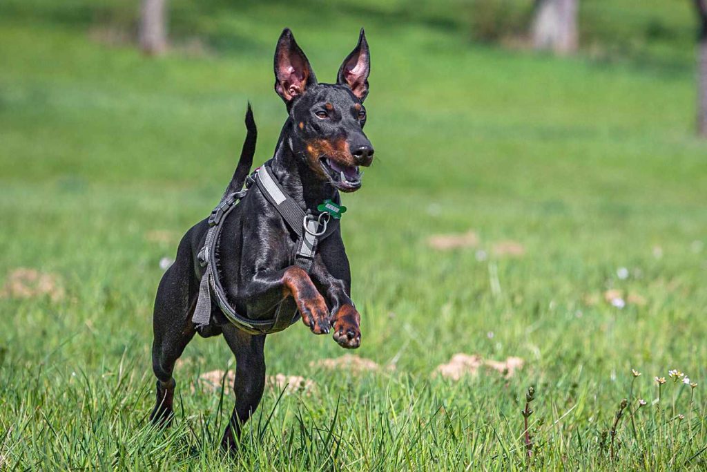 Manchester Terrier Dog training with kit