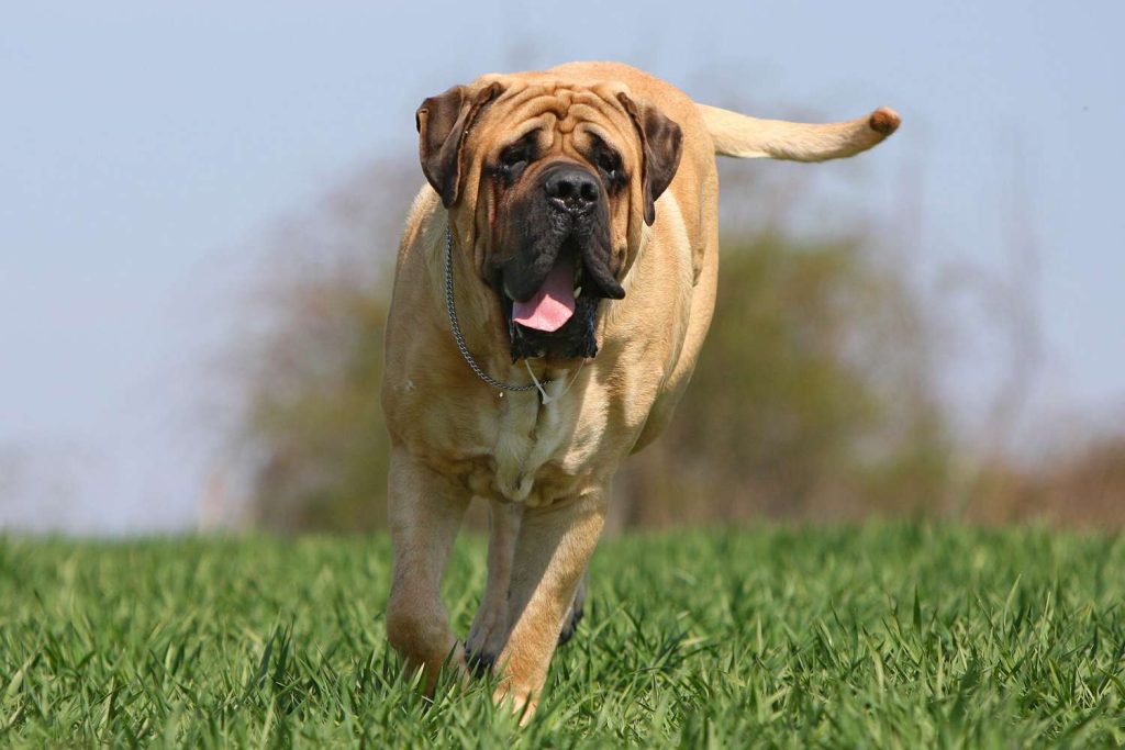 English Mastiff Dog running exercise