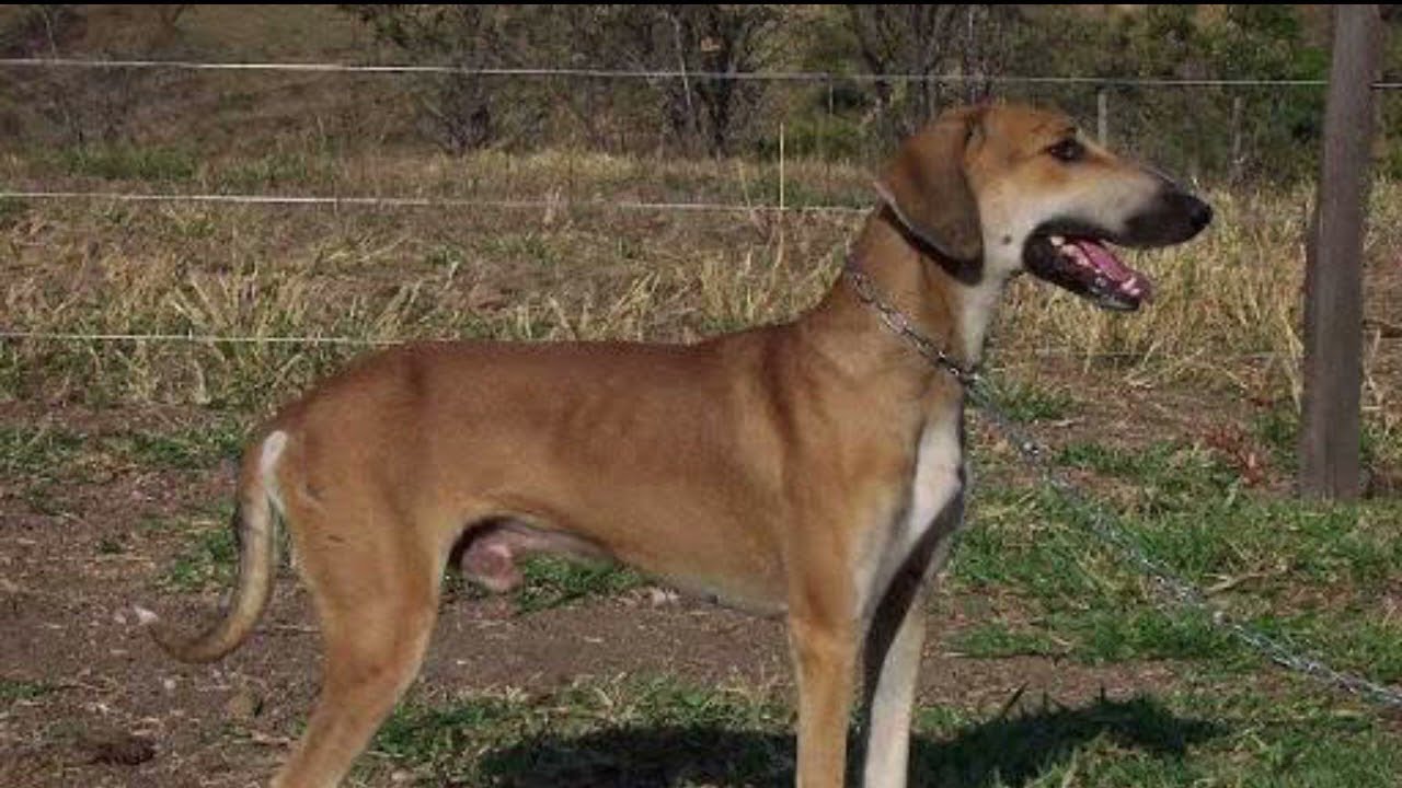 Pampas Deerhound Dog Breed Information