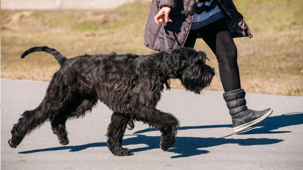 Giant Schnauzer Dog walk exercise