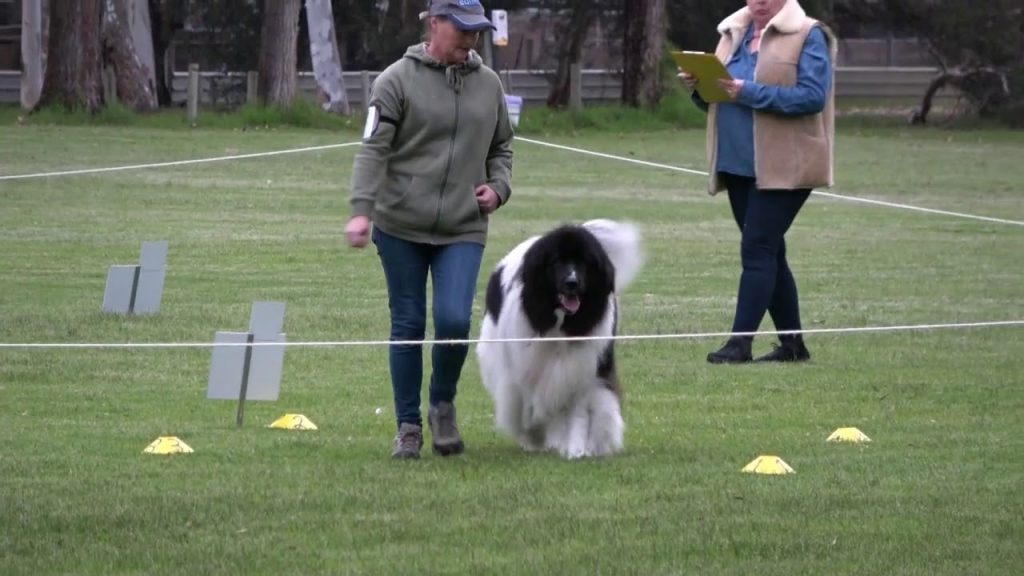Landseer E.C.T. (European Continental Type) Dog training with owner