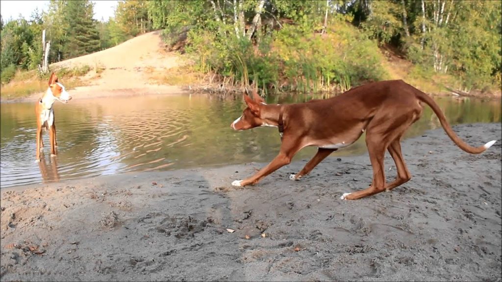 Podenco Valenciano Dog running exercise