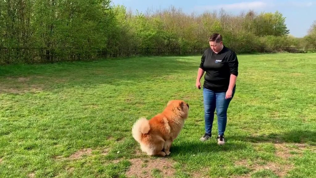 Chow Chow Dog Ready for the training session