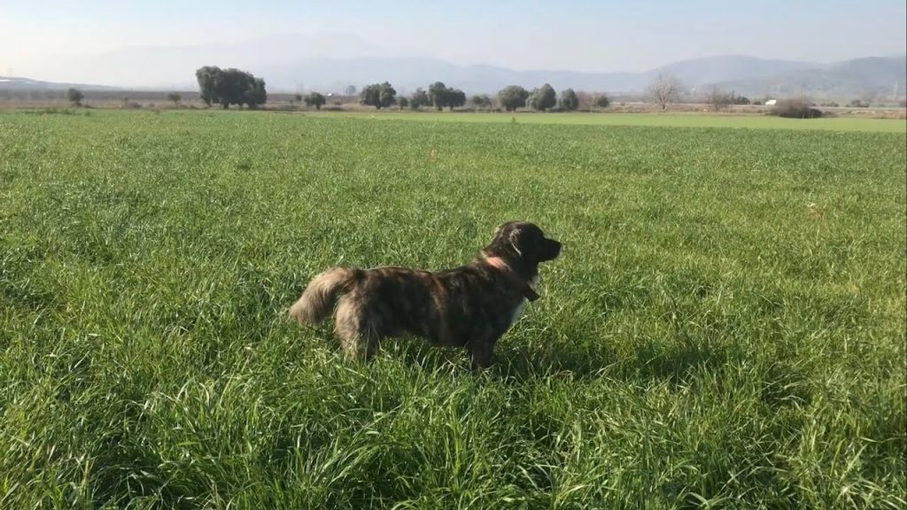 Kars Dog breathing fresh air