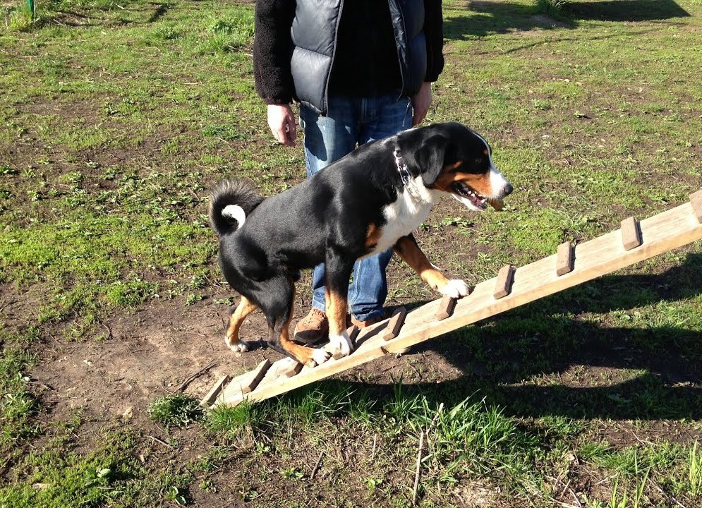 Appenzeller Sennenhund Dog training with owner