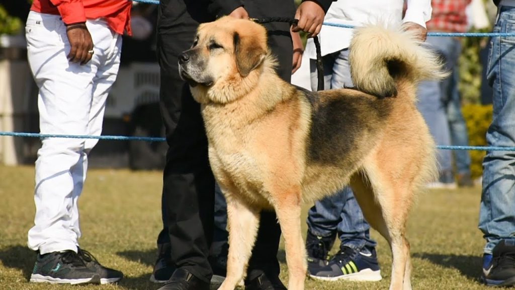 Himalayan Sheepdog Dog training with owner