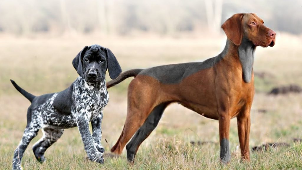 Pointer Dog two different categories