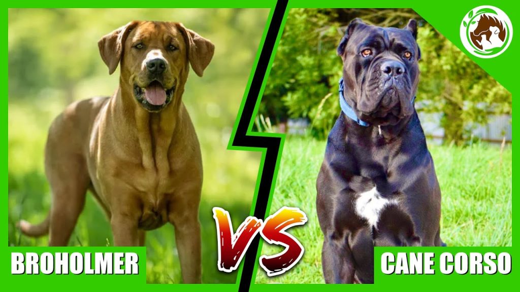 Broholmer vs Cane Corso - The Ultimate Dog Breed Showdown