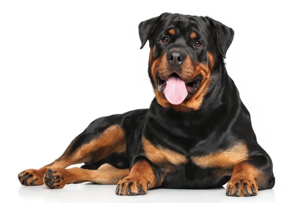 Rottweiler Dog At ease around children