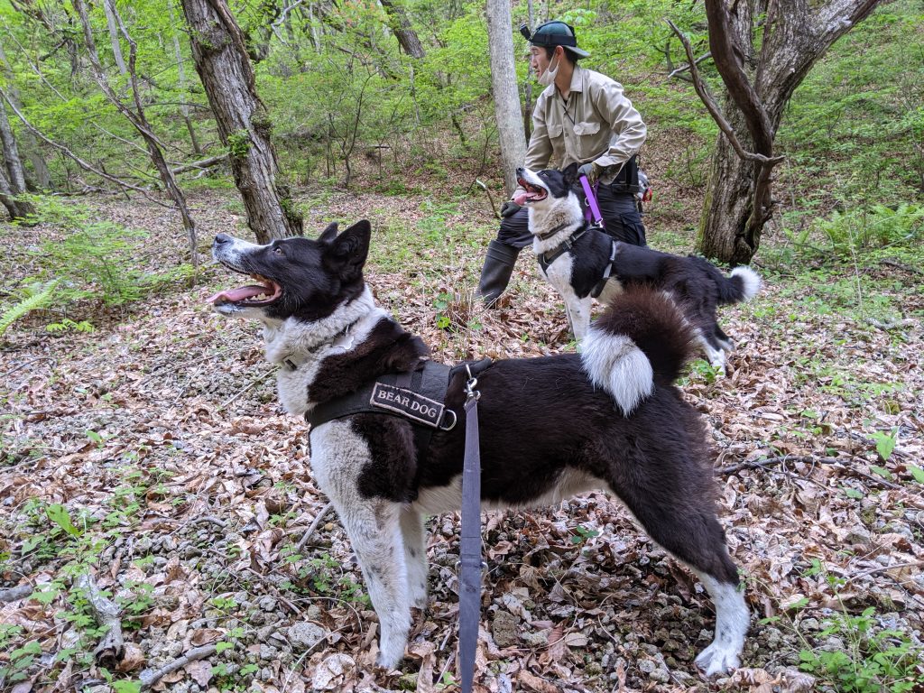 Karelian Bear Dog training with owner in jungle side