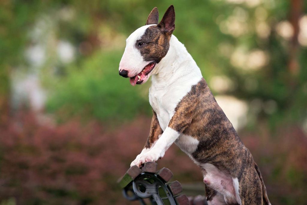 Miniature Bull Terrier Dog fresh air good for health