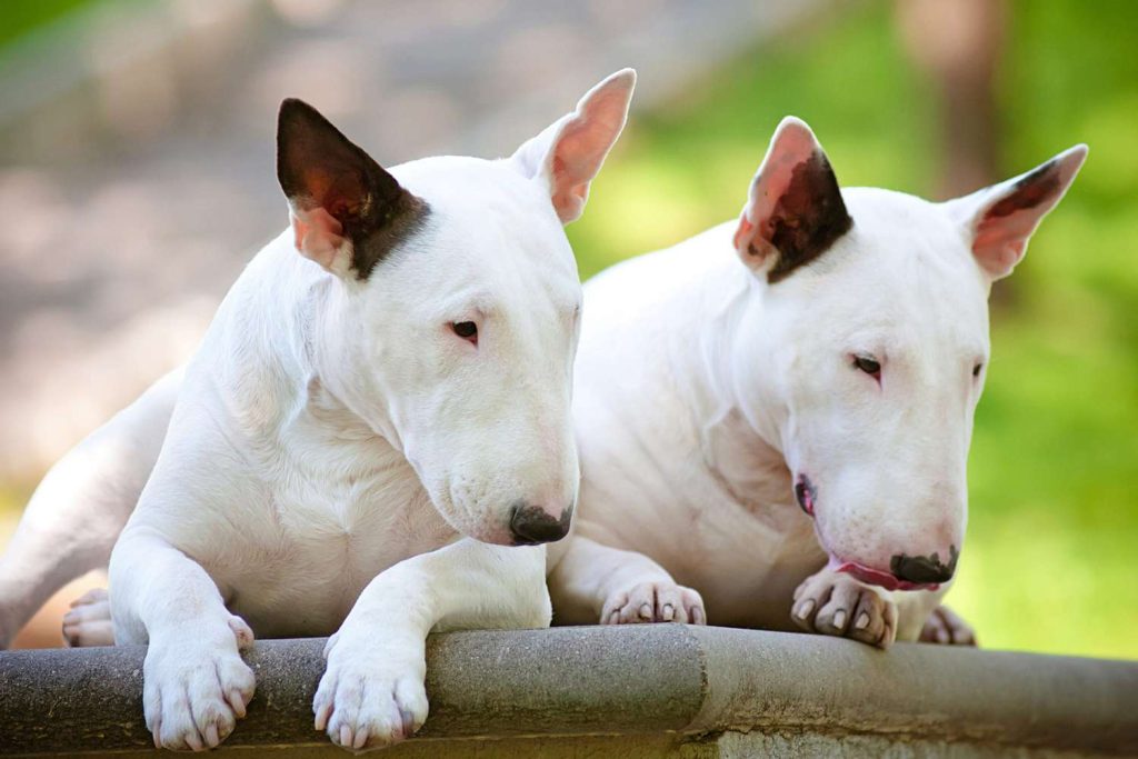 Miniature Bull Terrier Dog Breed Information and Characteristics