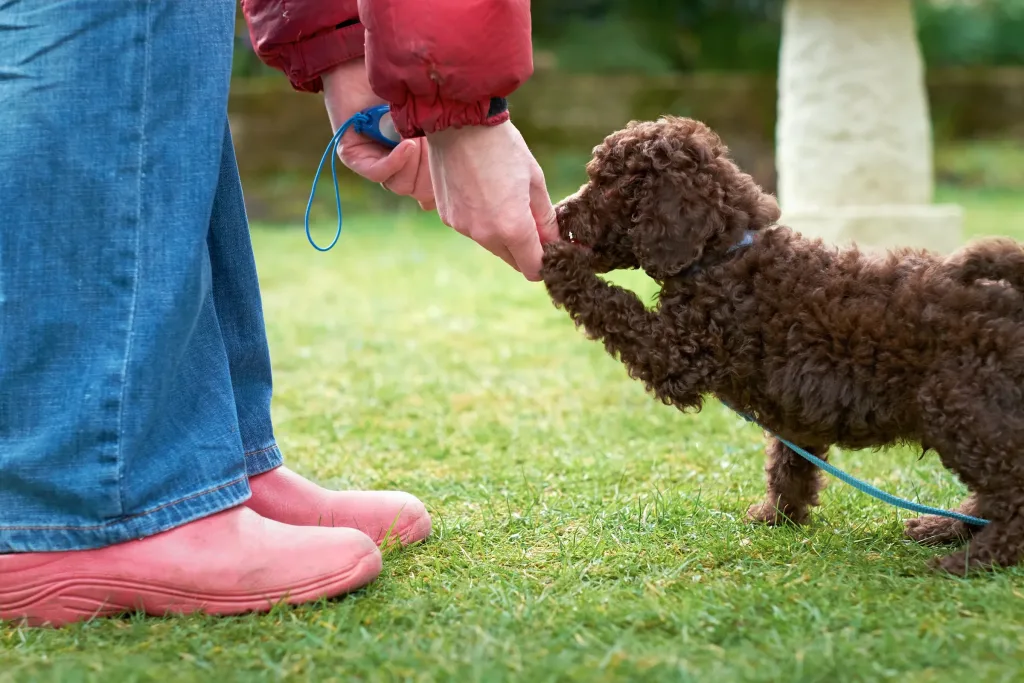 Toy Poodle Dog training with owner