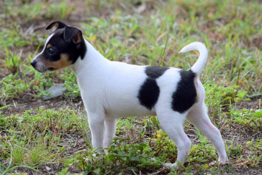 Fox Terrier or Foxy Dog