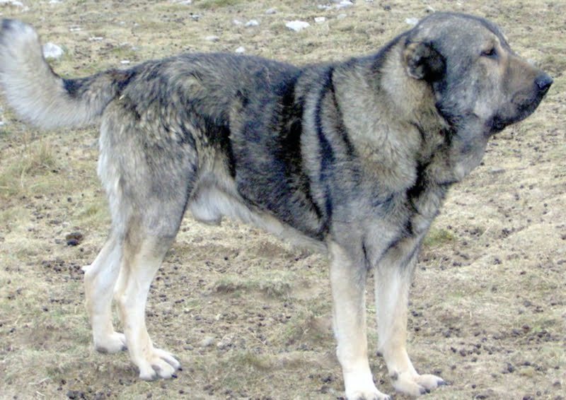 Molossus of Epirus Dog Breed Information