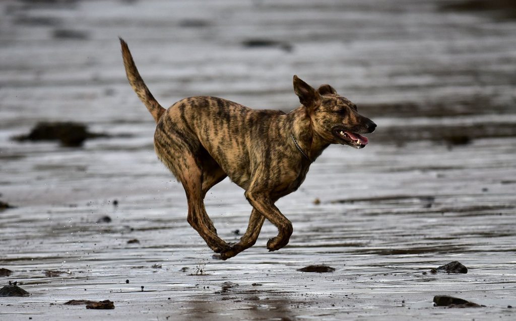 Treeing Tennessee Brindle Dog running exercise