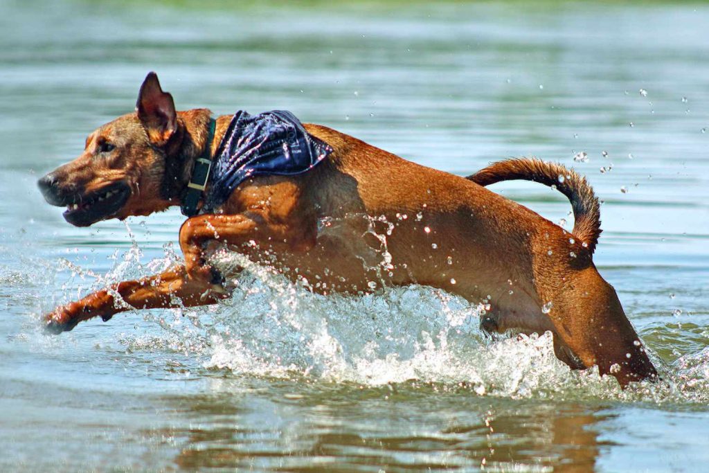 Mountain Cur Dog running exercise